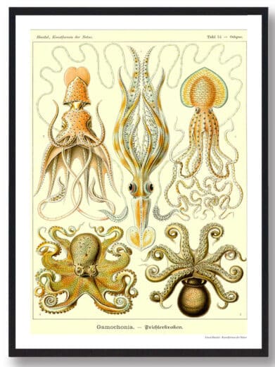 Octopus poster with vintage illustrations of various octopus species. Detailed natural history artwork in muted yellow and brown tones.
