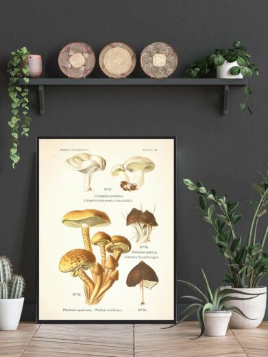 Gråhvid melhat - Svampe plakat: Vintage-style illustration of various mushroom types, including Clitopilus prunulus and Pholiota squarrosa, in a black frame.