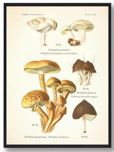 Mushroom Poster featuring a variety of illustrated mushrooms, including the Clitopilus prunulus and Pholiota squarrosa. Earthy tones on a vintage-style print.