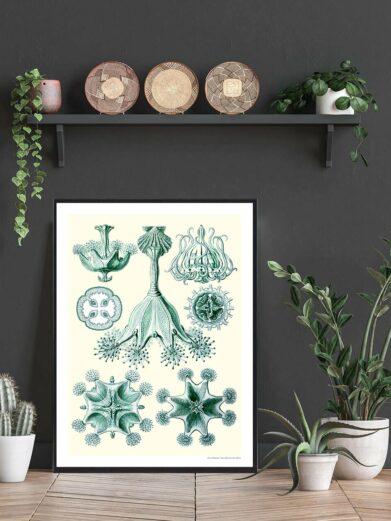 Havets skønhed plakat: Botanical illustration. Green sea life drawing in a black frame. Nature wall art poster.