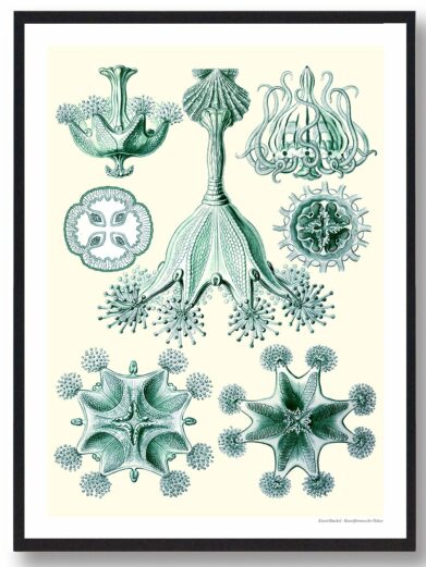 Havets Skønhed plakat: A vintage-style botanical illustration featuring intricate, teal marine organisms on a cream background. Framed.