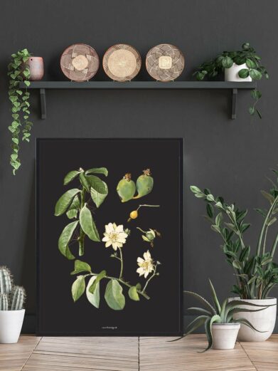 Botanical Kaktus Plakat: A detailed art print featuring a flowering plant with green leaves and white flowers on a black background.