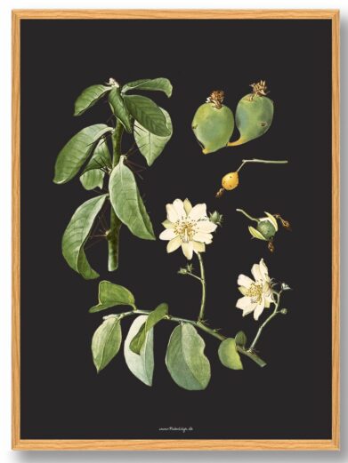 Kaktus plakat: Botanical illustration of a cactus plant with green leaves, white flowers, and green fruit on a black background.