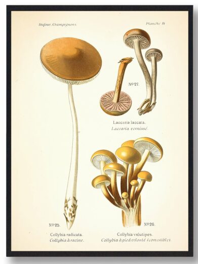 Gul fløjlsfod svampe plakat: Antique illustration showing variations of mushrooms in brown and white tones. A vintage nature poster.