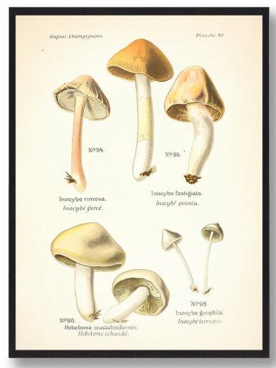 Gulbladet trævlhat Svampe plakat features vintage botanical illustration of various Inocybe mushrooms. Earthy tones, educational style.