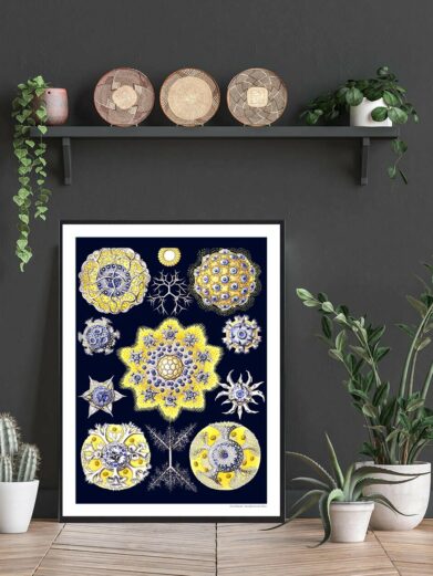 Framed Dyb hav poster featuring detailed vintage illustrations of marine microorganisms in yellow and blue on a dark background.