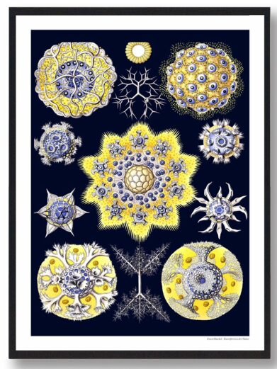 Dyb hav plakat: Illustration of marine microorganisms in yellow, blue, and white on a dark blue background.