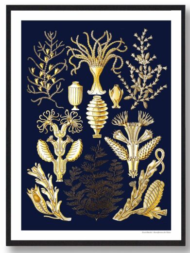 Dyb hav plakat: Golden sea life illustrations on navy. A stylish nature poster for a nautical, modern home.