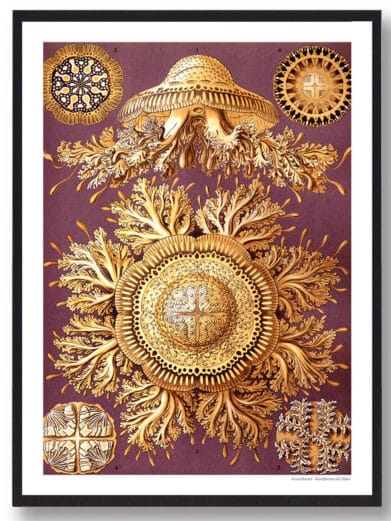 Detailed 'Hestesko Krabbe' poster. Golden jellyfish and coral-like designs on a purple background. A striking nature print.
