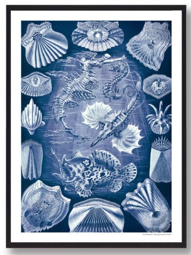 Hestesko krabbe plakat: Blue vintage-style print featuring seahorses, fish, and shells. A nature-inspired art poster for home decor.