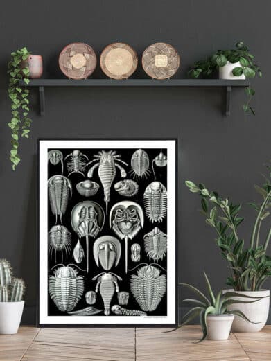 Framed Hestesko Krabbe poster with vintage-style illustrations of horseshoe crabs and trilobites on a black background.