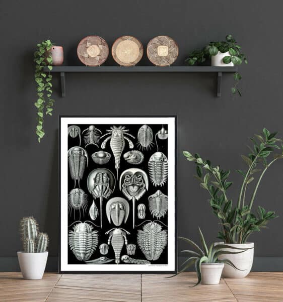 Framed Hestesko Krabbe poster with vintage-style illustrations of horseshoe crabs and trilobites on a black background.