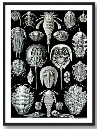 Hestesko Krabbe Plakat: Black and white vintage-style illustration featuring various horseshoe crab and trilobite species. Great for nature-themed decor.