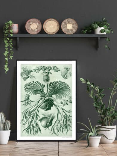 Hjortetakbregne plakat: Naturplakat med grøn bregneillustration. Botanisk tryk i sort ramme, elegant og dekorativ.