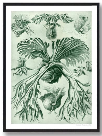 Detailed botanical print of Hjortetakbregne, a vintage-style nature poster with green hues, perfect for wall art and home decor.