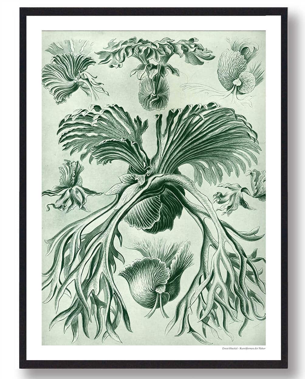 Hjortetakbregne - plakat