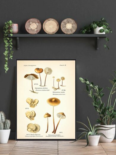 Hjul-bruskhat Svampe plakat: Vintage-style mushroom chart poster. Botanical illustration of various fungi, brown and beige tones. Naturplakater for bolig.