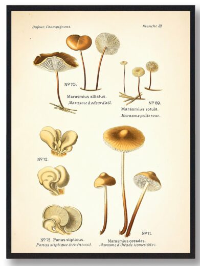 Vintage-style Hjul-bruskhat Svampe plakat showcasing detailed mushroom illustrations in earthy tones, perfect for nature-themed home decor.
