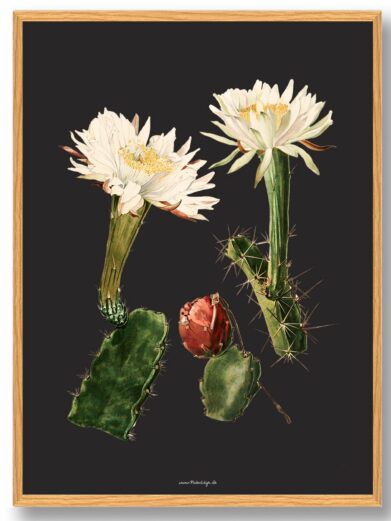 Kaktus Plakat: Illustration of two blooming cacti with white flowers and a red fruit against a dark background.