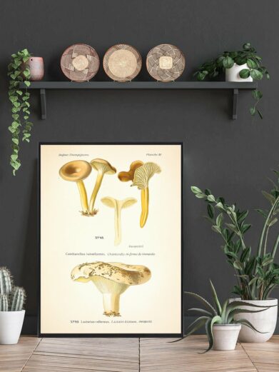 Hvidfiltet Mælkehat Svampe plakat: An antique-style illustration of various mushrooms, including Lactarius vellereus, in beige and brown tones.