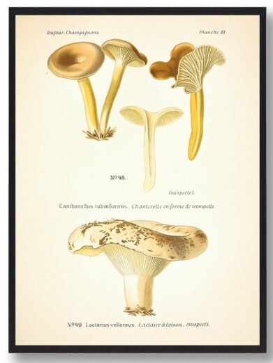 Svampe plakat med Hvidfiltet Mælkehat illustrationer. Naturplakat i beige og brune farver. Vintage stil.