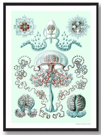Dyb hav - plakat: Vintage-style nature print featuring detailed jellyfish illustrations in teal, red, and white on a light background.