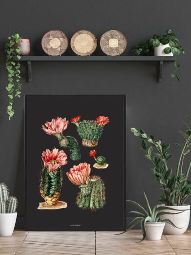 Botanical Kaktus Plakat print featuring various cacti with pink flowers on a black background, framed and styled in a room.