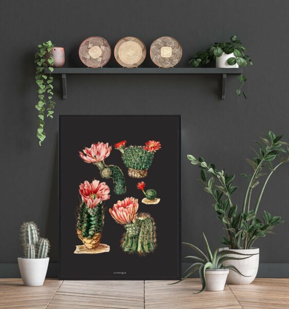 Botanical Kaktus Plakat print featuring various cacti with pink flowers on a black background, framed and styled in a room.