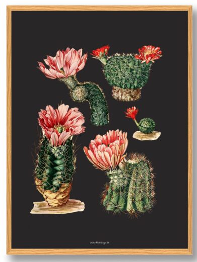 Kaktus Plakat: botanical print featuring various cacti with vibrant pink and red flowers against a dark background, framed in light wood.