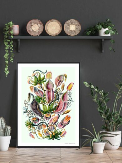Kandebærer plakat featuring botanical art. Illustration of colorful pitcher plants in pink and green hues. Nature-inspired wall decor.