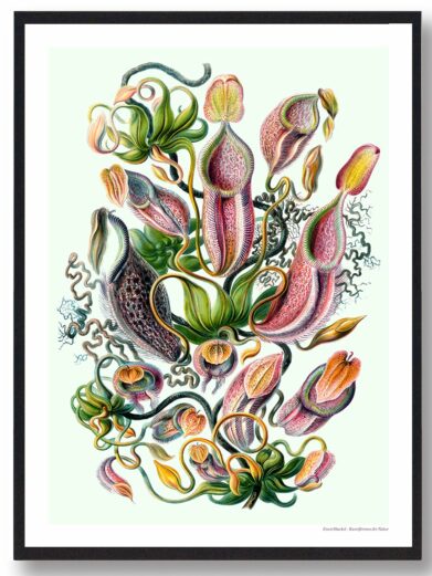 Framed Kandebærer poster print featuring colorful botanical illustration. Nature-inspired wall art for home decor.