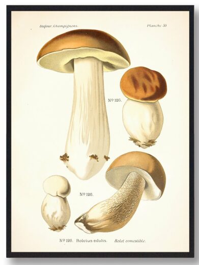 Karl Johan Svampe Plakat: Vintage botanical illustration of Boletus edulis mushrooms with brown caps and thick white stems.