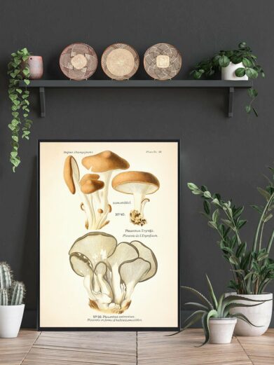 Kejserhat Svampe plakat: A detailed vintage botanical print featuring brown and white mushroom illustrations, framed in black, displayed in a home setting among plants.