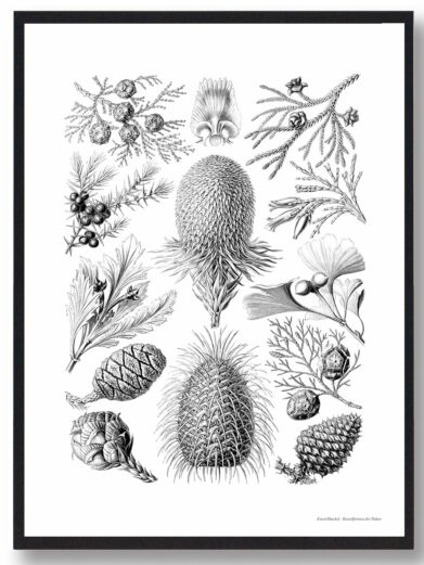 Detailed botanical art print featuring various cones and plant structures in a vintage, monochrome style. "Dyb hav - plakat".
