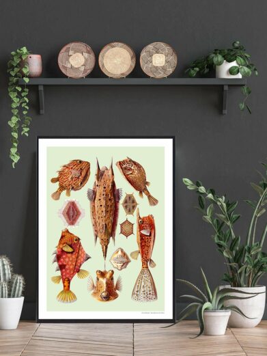 Kandebærer plakat: Vintage-style illustration of exotic fish species on a light green background, framed in a modern interior setting.