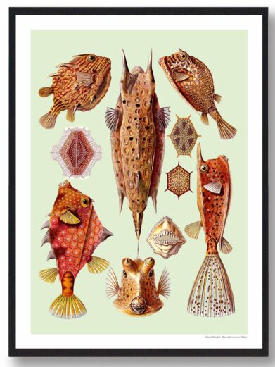 Kandebærer plakat: Vintage illustration of diverse, colorful boxfish species on a light green background. Nature art poster.
