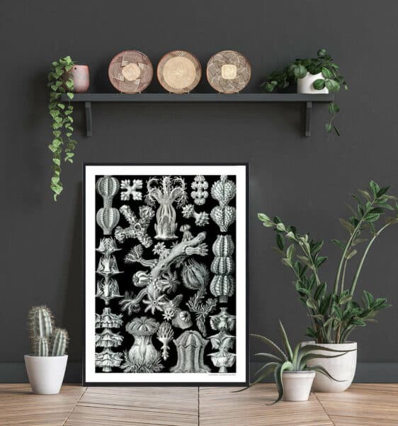 Hjortetakbregne plakat: Black and white botanical illustration print, detailed vintage style on wall with plants. Naturplakater.
