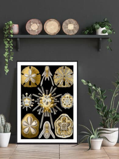 Framed Hjortetakbregne poster featuring vintage-style golden starfish and sea urchin illustrations on a black background, displayed in a room decor setting.