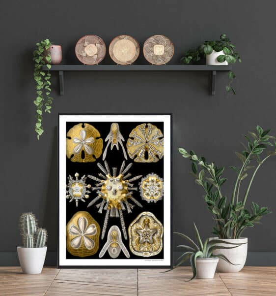 Framed Hjortetakbregne poster featuring vintage-style golden starfish and sea urchin illustrations on a black background, displayed in a room decor setting.