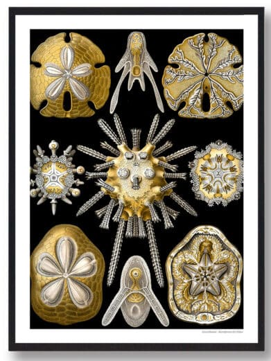 Hjortetakbregne plakat: Vintage botanical illustration of sea urchins and sand dollars in gold and silver tones against a black background.