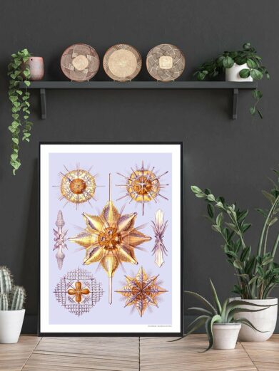 Kandebærer plakat: Botanical art print featuring vintage-style golden starburst and cross illustrations on a light blue background.