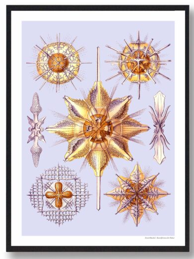 Kandebærer plakat: Vintage nature print featuring intricate golden sea organisms on a light blue background. Botanical illustration.