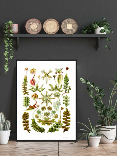 Kandebærer plakat: botanical art print featuring detailed vintage illustrations of various pitcher plants in green, red, and yellow hues.