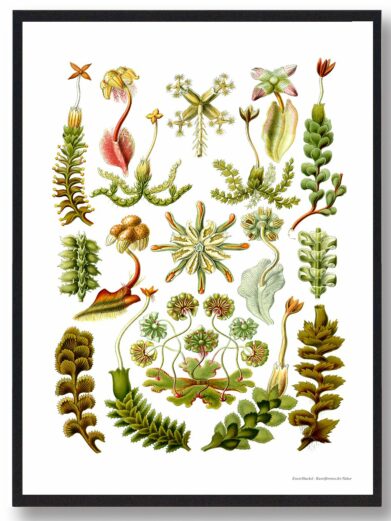 "Kandebærer" botanical print: Vintage-style poster showcasing various green, brown and yellow pitcher plant illustrations. Naturplakater framed art.