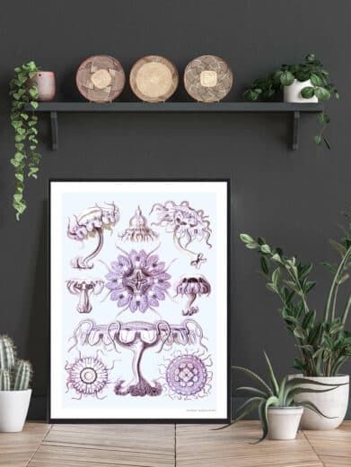 Ocean 3 plakat: A framed botanical print featuring jellyfish illustrations in purple hues on a pale background. Nature art.