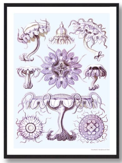 Ocean 3 plakat: Vintage-style botanical print with jellyfish illustrations in shades of purple and white on a light blue background.