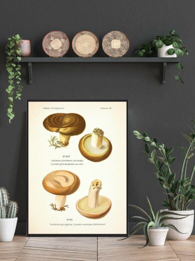 Manddraber mælkehat svampeplakat: Vintage-style illustration of Lactarius mushrooms. Botanical print in a frame, nature art.