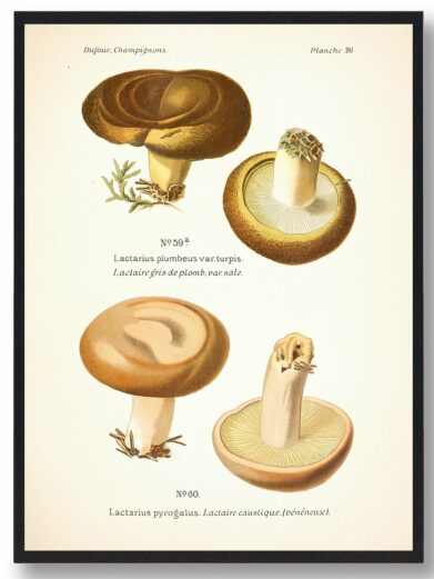 Mandeldraber mælkehat svampeplakat: Vintage illustration af Lactarius svampe, brun og beige farver. Naturplakat til boligen.