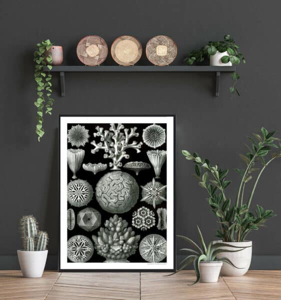 Ledorme plakat: Black framed poster featuring detailed illustrations of various coral and sea life on a black background. Stylish home decor.