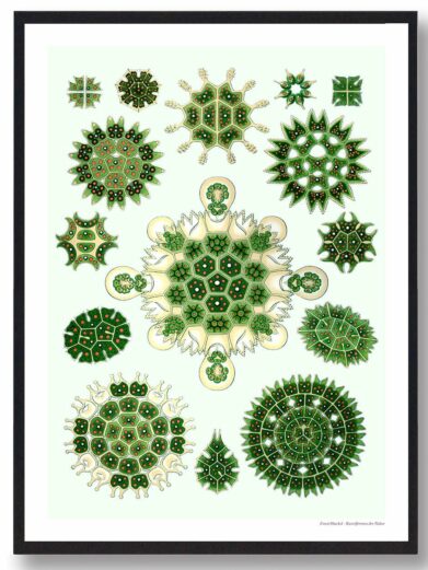 Ocean 3 plakat: Botanical print featuring various green and beige plankton shapes and patterns on a light background.